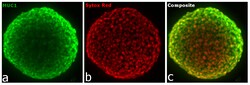 Invitrogen Goat anti-Armenian Hamster IgG (H+L) Highly Cross-Adsorbed Secondary