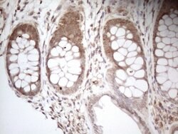 AAAS Mouse anti-Human, Clone: OTI7H7, lyophilized, TrueMAB 100 &mu;g; Unconjugated:Antibodies,