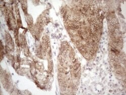 AAAS Mouse anti-Human, Clone: OTI7H7, lyophilized, TrueMAB 100 &mu;g; Unconjugated:Antibodies,