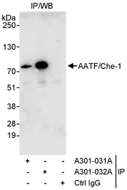 AATF/Che-1 Rabbit anti-Human, Polyclonal, Bethyl Laboratories 10 &mu;L;