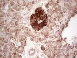 ABAT Mouse anti-Human, Clone: OTI7H1, lyophilized, TrueMAB 100 &mu;g; Unconjugated:Antibodies,