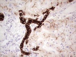 ABCB1 Monoclonal Antibody (OTI8A9), TrueMAB , OriGene 100 &mu;L; Unconjugated:Antibodies,