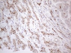 ABCB1 Monoclonal Antibody (OTI6E4), TrueMAB , OriGene:Antibodies:Primary
