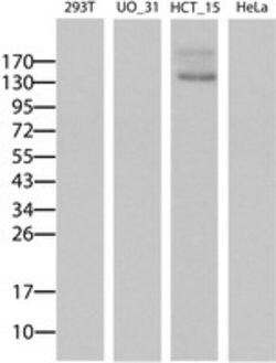 ABCB1 Mouse anti-Human, Clone: OTI6H2, lyophilized, TrueMAB 100 &mu;g | Buy Online | Origene Technologies | Fisher Scientific