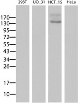 ABCB1 Monoclonal Antibody (OTI6H2), TrueMAB , OriGene 100 &mu;L; Unconjugated:Antibodies,