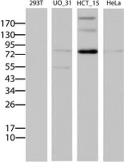 ABCB1 Mouse anti-Human, Clone: OTI2G6, lyophilized, TrueMAB 100 &mu;g | Buy Online | Origene Technologies | Fisher Scientific
