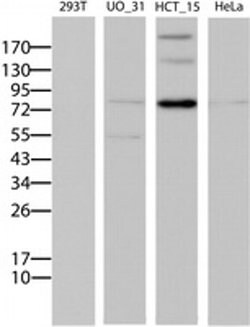 ABCB1 Monoclonal Antibody (OTI2G6), TrueMAB , OriGene 30 &mu;L; Unconjugated:Antibodies,