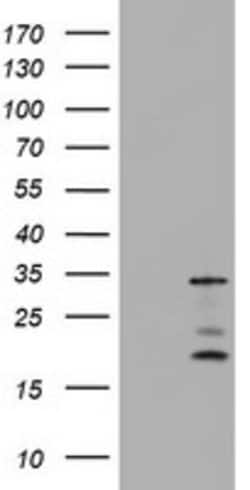 ABCB1 Mouse anti-Human, Clone: OTI5E3, lyophilized, TrueMAB 100 &mu;g;