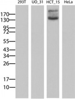 ABCB1 Monoclonal Antibody (OTI13A11), TrueMAB , OriGene 100 &mu;L; Unconjugated:Antibodies,