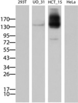 ABCB1 Mouse anti-Human, Clone: OTI2F7, lyophilized, TrueMAB 100 &mu;g;