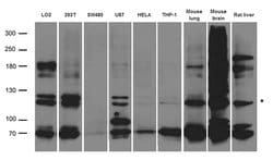 ABCB1 Rabbit anti-Human, Mouse, Rat, Polyclonal, liquid, OriGene 100 &mu;L;