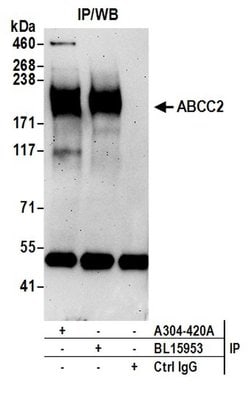 ABCC2 Rabbit anti-Human, Polyclonal, Bethyl Laboratories 100 &mu;l; Unlabeled:Antibodies,