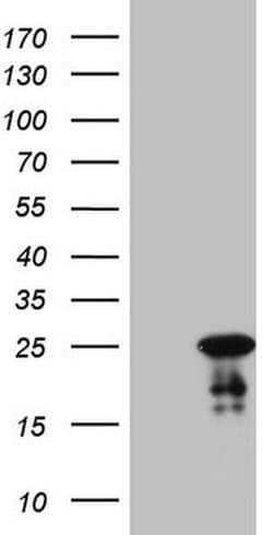 ABCC5 Monoclonal Antibody (OTI1F3), TrueMAB , OriGene:Antibodies:Primary