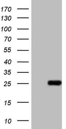 ABCC5 Monoclonal Antibody (OTI4B1), TrueMAB , OriGene:Antibodies:Primary