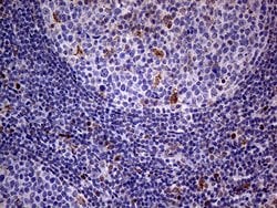 ABCD1 Mouse anti-Human, Clone: OTI3A1, TrueMAB , Origene 30 &mu;L; Unconjugated:Antibodies,