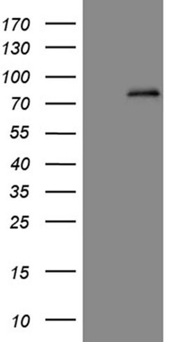 ABCD1 Mouse anti-Human, Clone: OTI3A1, TrueMAB , Origene 30 &mu;L; Unconjugated:Antibodies,