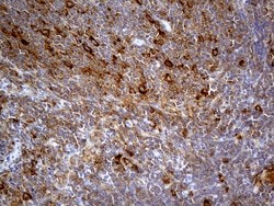 ABCF2 Monoclonal Antibody (OTI8F4), TrueMAB , OriGene 100 &mu;L; Unconjugated:Antibodies,