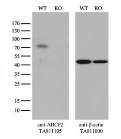 ABCF2 Monoclonal Antibody (OTI8F4), TrueMAB , OriGene 100 &mu;L; Unconjugated:Antibodies,