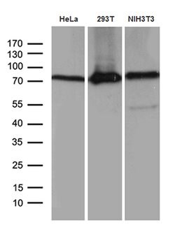 ABCF2 Mouse anti-Human, Mouse, Clone: OTI8F4, lyophilized, TrueMAB 100 &mu;g | Buy Online | Origene Technologies | Fisher Scientific