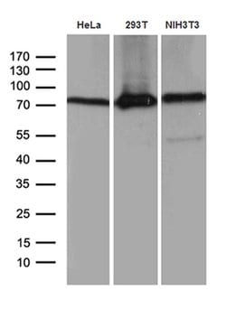 ABCF2 Monoclonal Antibody (OTI8F4), TrueMAB , OriGene 100 &mu;L; Unconjugated:Antibodies,