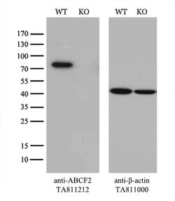 ABCF2 Mouse anti-Human, Mouse, Clone: OTI5D5, lyophilized, TrueMAB 100