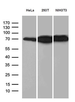 ABCF2 Mouse anti-Human, Mouse, Clone: OTI5D5, lyophilized, TrueMAB 100