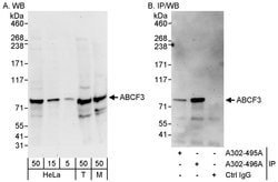 ABCF3 Rabbit anti-Human, Mouse, Polyclonal, Bethyl Laboratories 100 &mu;L;