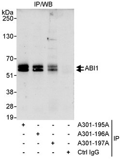 ABI1 Rabbit anti-Human, Polyclonal, Bethyl Laboratories 100 &mu;l; Unlabeled:Antibodies,