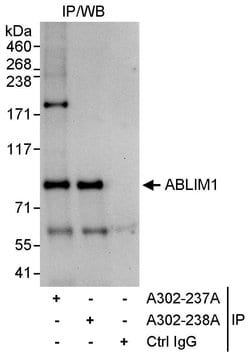 ABLIM1 Rabbit anti-Human, Polyclonal, Bethyl Laboratories 100 &mu;L; Unconjugated:Antibodies,