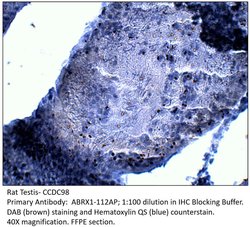 CCDC98 Rabbit anti-Mouse, Rat, Polyclonal, FabGennix 200 &mu;L; Unconjugated:Antibodies,