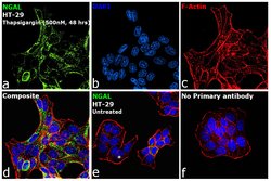 Invitrogen&trade;&nbsp;NGAL Monoclonal Antibody (15)