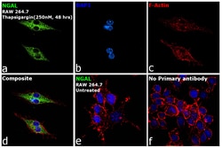 Invitrogen&trade;&nbsp;NGAL Monoclonal Antibody (29)