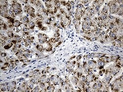ACAA1 Monoclonal Antibody (OTI4F1), TrueMAB , OriGene 100 &mu;L; Unconjugated:Antibodies,