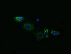 ACAA2 Mouse anti-Canine, Human, Mouse, Rat, Clone: OTI2F6, lyophilized,
