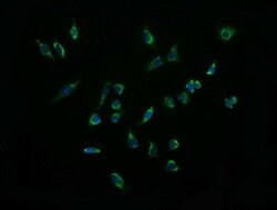 ACAA2 Mouse anti-Canine, Human, Mouse, Rat, Clone: OTI2F6, lyophilized,