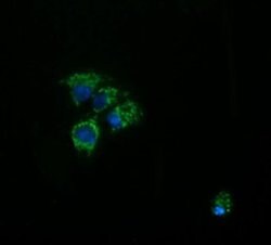 ACAA2 Monoclonal Antibody (OTI2G6), TrueMAB , OriGene 100 &mu;L; Unconjugated:Antibodies,