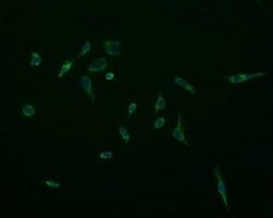 ACAA2 Monoclonal Antibody (OTI2G6), TrueMAB , OriGene 100 &mu;L; Unconjugated:Antibodies,