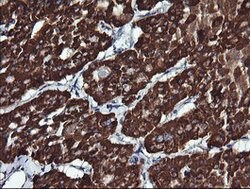 ACAA2 Mouse anti-Canine, Human, Mouse, Rat, Clone: OTI2F6, lyophilized,