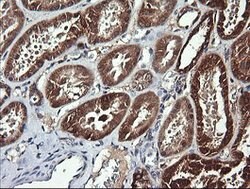 ACAA2 Mouse anti-Canine, Human, Mouse, Rat, Clone: OTI2F6, lyophilized,