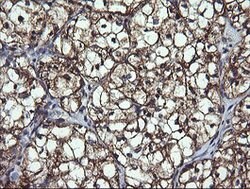 ACAA2 Mouse anti-Canine, Human, Mouse, Rat, Clone: OTI2F6, lyophilized,