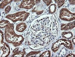 ACAA2 Mouse anti-Canine, Human, Mouse, Rat, Clone: OTI2G6, lyophilized,
