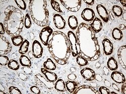 ACADM Monoclonal Antibody (OTI10A5), TrueMAB , OriGene 100 &mu;L; Unconjugated:Antibodies,
