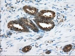 ACAT2 Monoclonal Antibody (OTI3C9), TrueMAB , OriGene 30 &mu;L; Unconjugated:Antibodies,