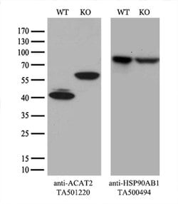 ACAT2 Monoclonal Antibody (OTI1G6), TrueMAB , OriGene:Antibodies:Primary