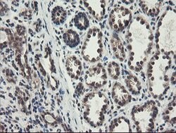 ACBD3 Mouse anti-Canine, Human, Rat, Clone: OTI3A1, lyophilized, TrueMAB