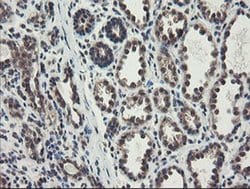 ACBD3 Monoclonal Antibody (OTI3A1), TrueMAB , OriGene 100 &mu;L; Unconjugated:Antibodies,