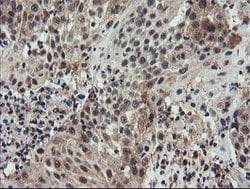 ACBD3 Mouse anti-Canine, Human, Rat, Clone: OTI3A1, lyophilized, TrueMAB