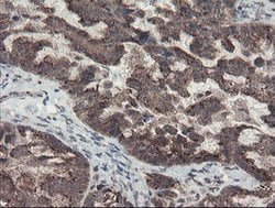 ACBD3 Mouse anti-Canine, Human, Rat, Clone: OTI3A1, lyophilized, TrueMAB