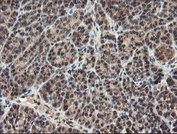 ACBD3 Mouse anti-Canine, Human, Rat, Clone: OTI3A1, lyophilized, TrueMAB