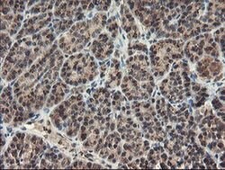 ACBD3 Monoclonal Antibody (OTI3A1), TrueMAB , OriGene 100 &mu;L; Unconjugated:Antibodies,